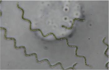 Microalga Arthrospira sp