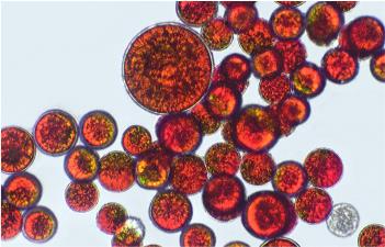 quistes de Haematococcus pluvialis
