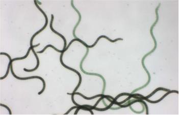 Cepa de Espirulina