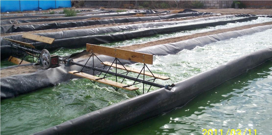 Proyecto Spirulina