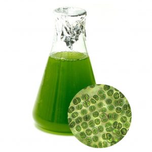 chlorella
