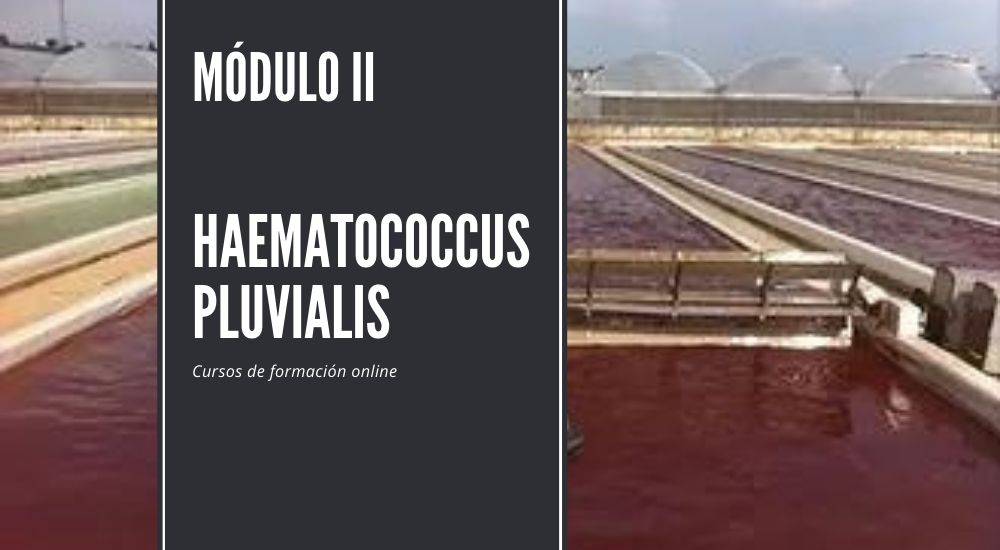cultivo en haematococcus pluvialis