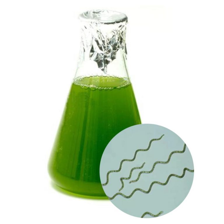 Cepa de Espirulina