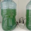 semilla de espirulina