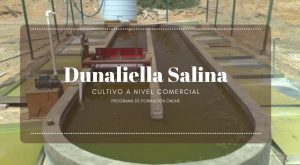 Dunaliella Salina
