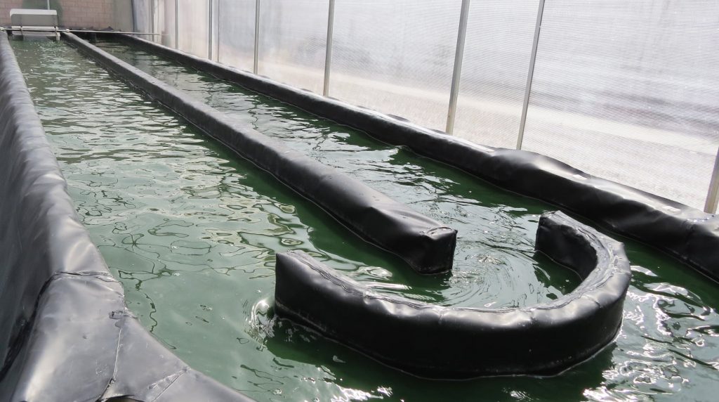 Spirulina en Ayacucho