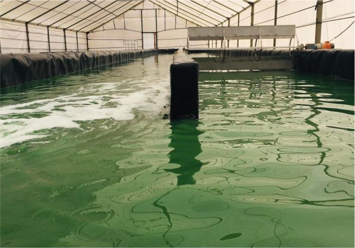 spirulina spirufresh