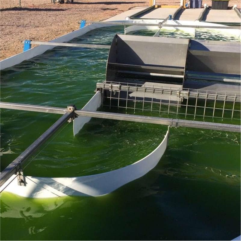 curso en cultivo de espirulina
