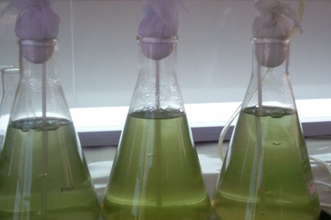Cultivo de Haematococcus