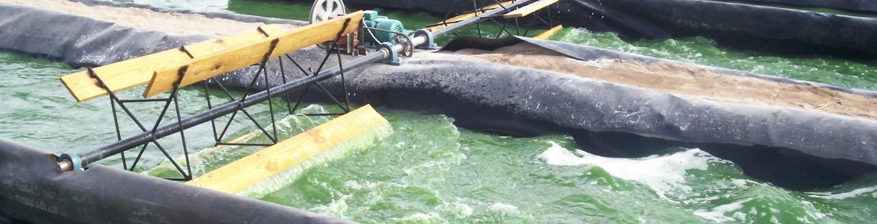Spirulina la Joya Arequipa