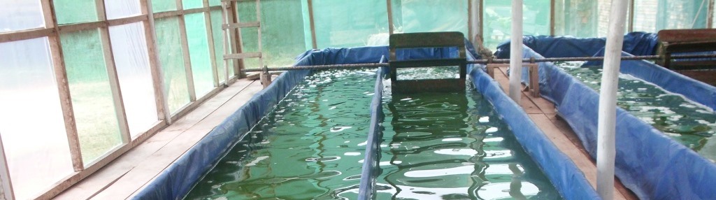 spirulina en iquitos