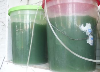 semilla de espirulina