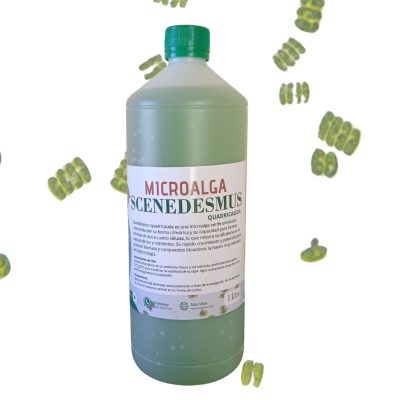 semilla de scenedesmus