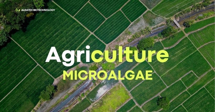 microalgas en la agricultura