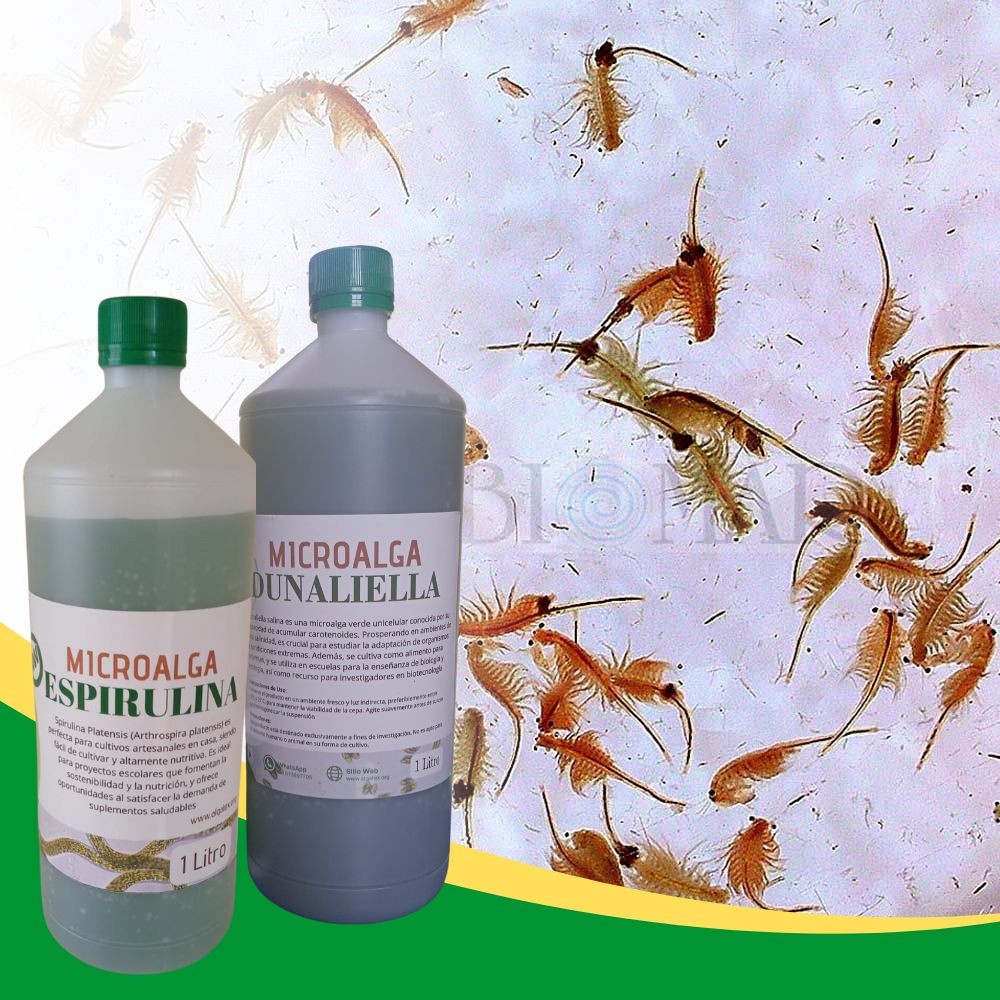 Kit de Microalgas para Producción de Artemia Salina