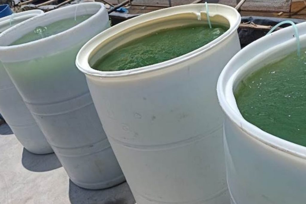 Chlorella en agricultura