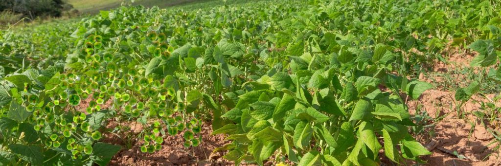 microalgas en agricultura