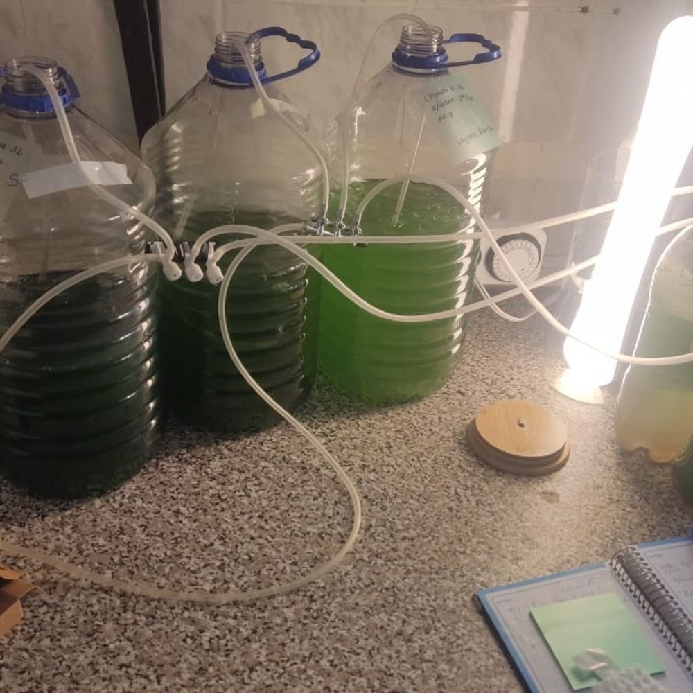 Kit de cultivo en chlorella10 Curso en Cultivo de microalga Chlorella