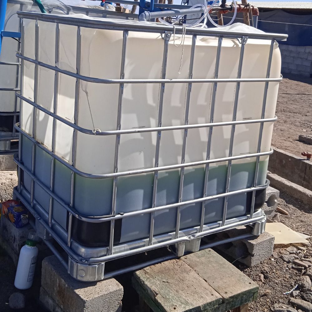 Kit de cultivo en chlorella8