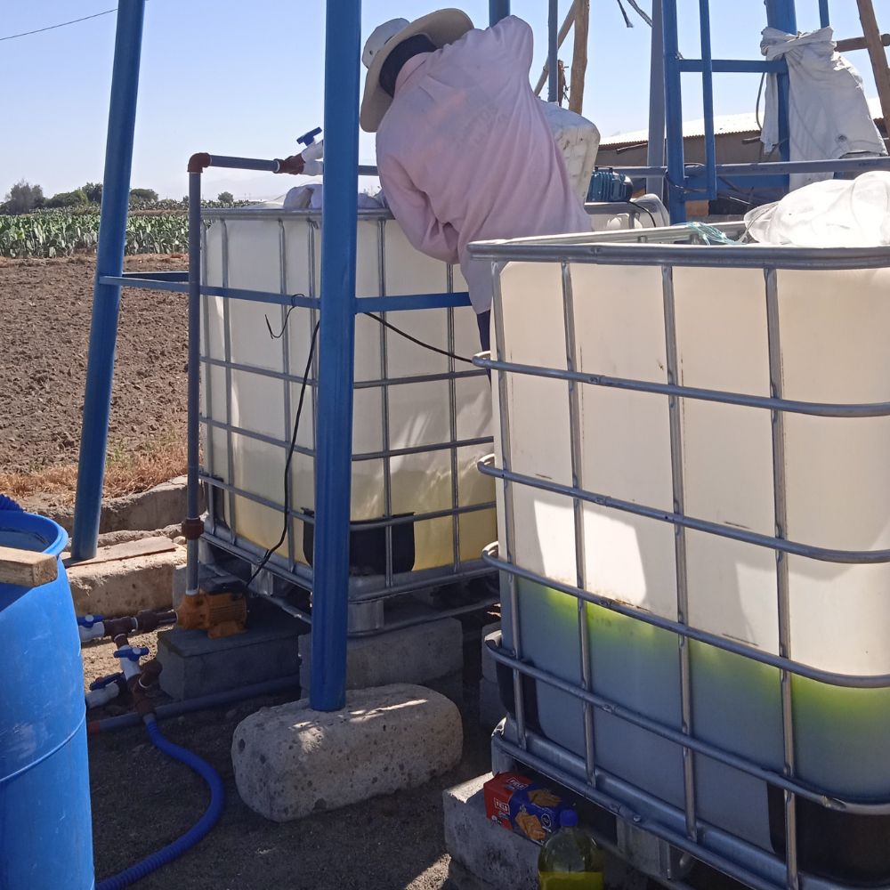 Kit de cultivo en chlorella9