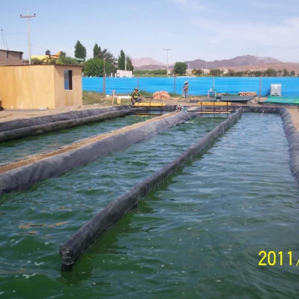 Proyecto Spirulina en Arequipa la Joya