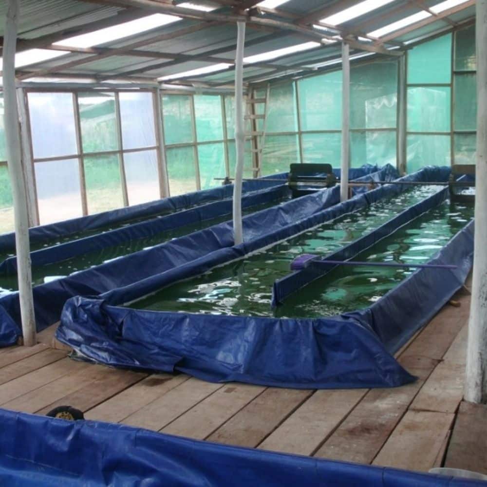 Proyecto spirulina en Iquitos