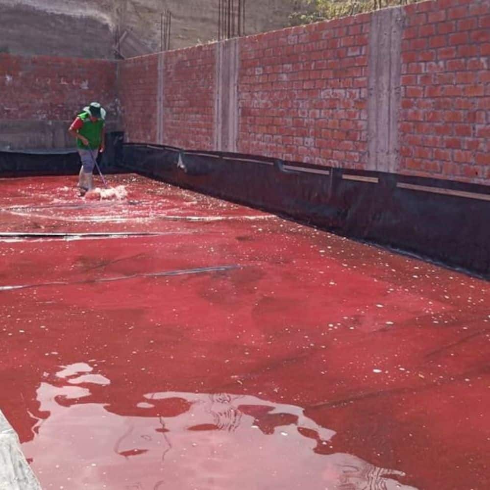 Proyecto Haematococcus pluvialis