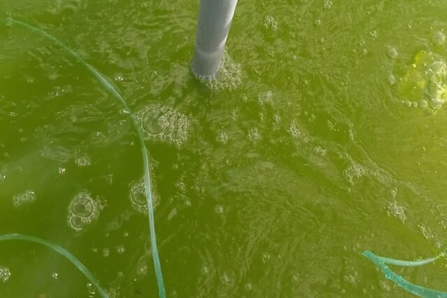 Microalga Chlorella cultivo6