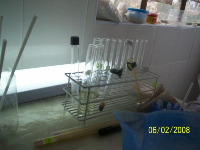 Proyecto haematococcus 00