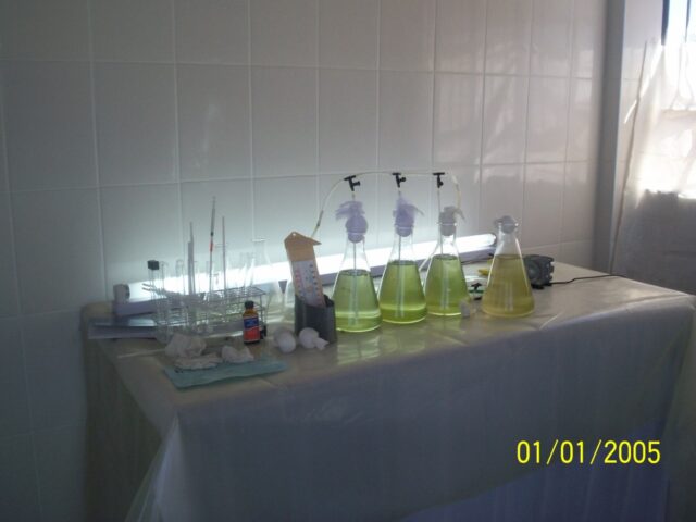 Proyecto haematococcus 01