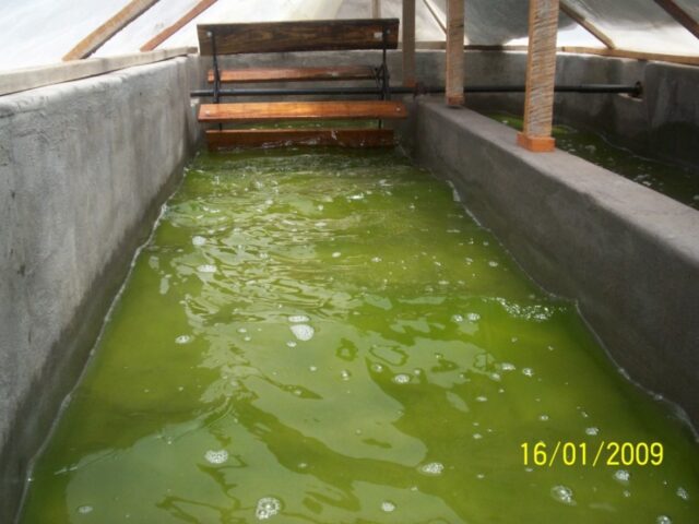 Proyecto haematococcus 017