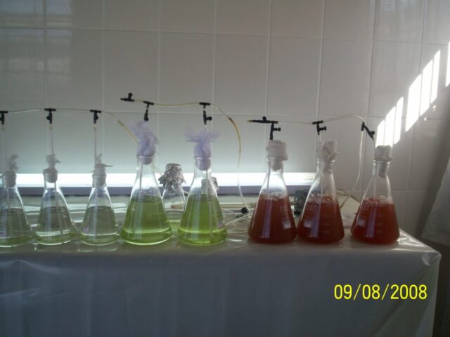 Proyecto haematococcus 05-1