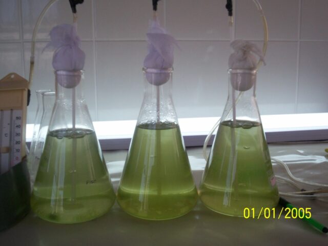 Proyecto haematococcus 05