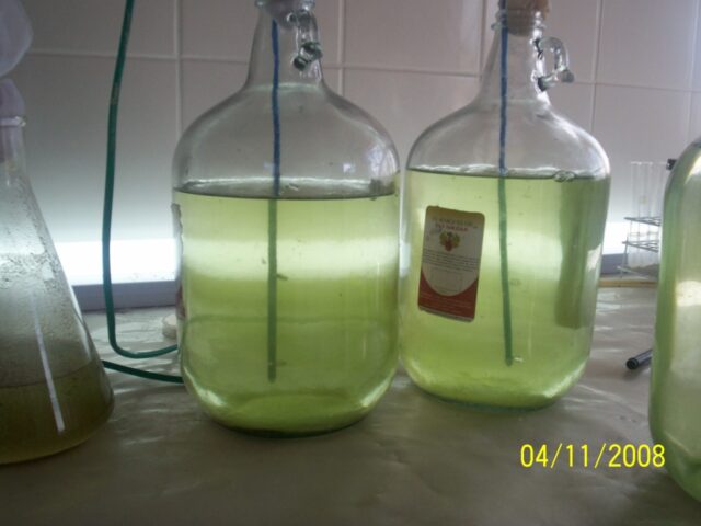 Proyecto haematococcus 07-1