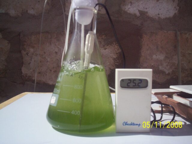 Proyecto haematococcus 07-2