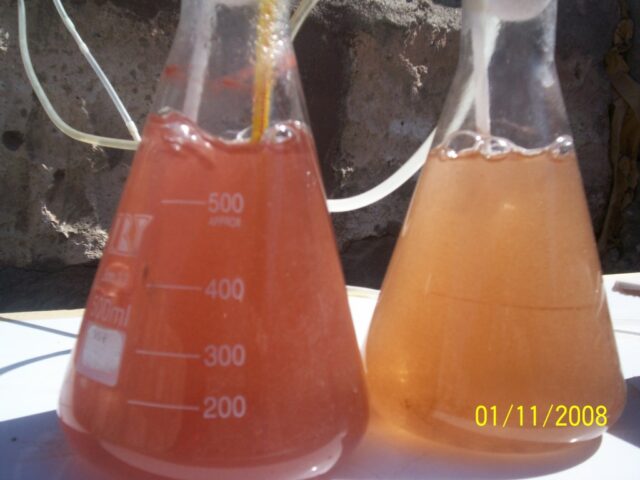 Proyecto haematococcus 07-4