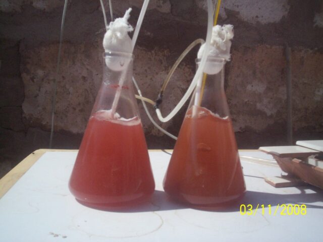 Proyecto haematococcus 07-5