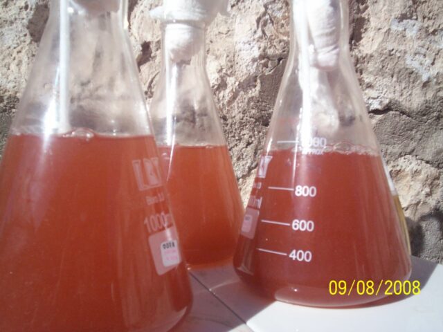 Proyecto haematococcus 07-6