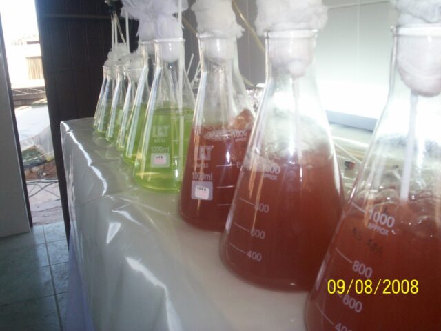 Proyecto haematococcus 07