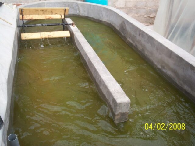 Proyecto haematococcus 18-4