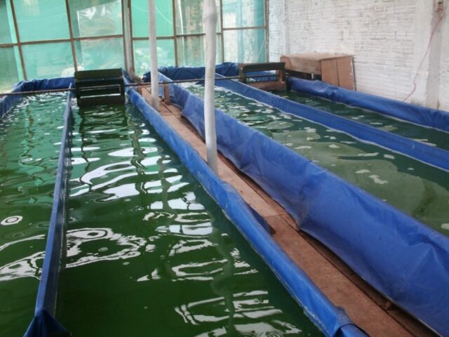 Proyecto spirulina en Iquitos 10