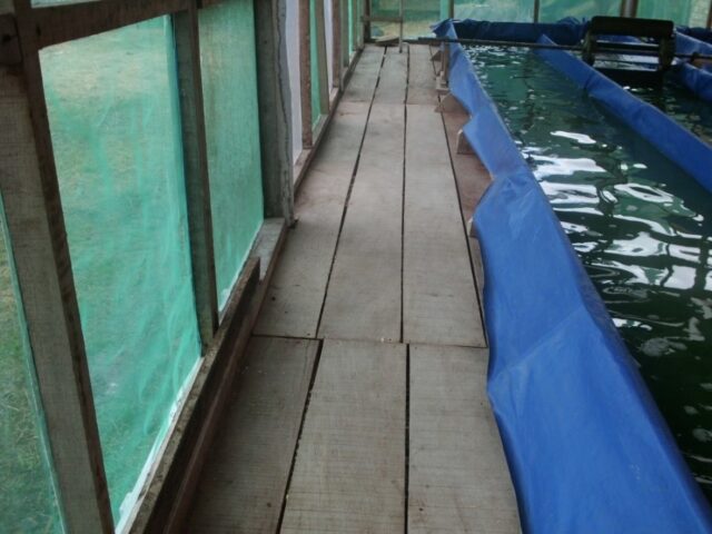 Proyecto spirulina en Iquitos 11-1