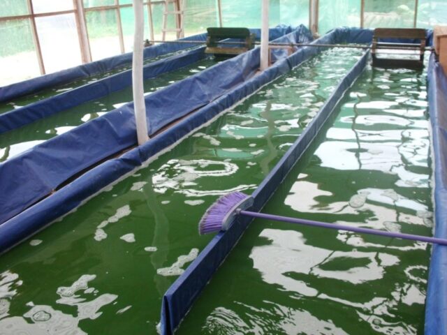 Proyecto spirulina en Iquitos 11