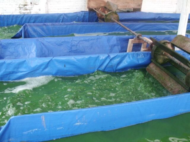 Proyecto spirulina en Iquitos 12