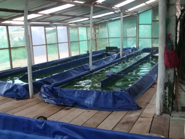 Proyecto spirulina en Iquitos 13