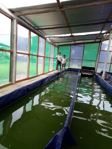 Proyecto spirulina en Iquitos 14