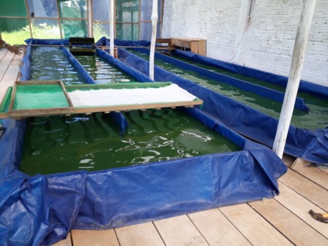 Proyecto spirulina en Iquitos 15-1