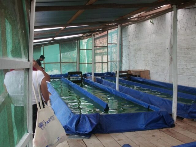 Proyecto spirulina en Iquitos 15-2