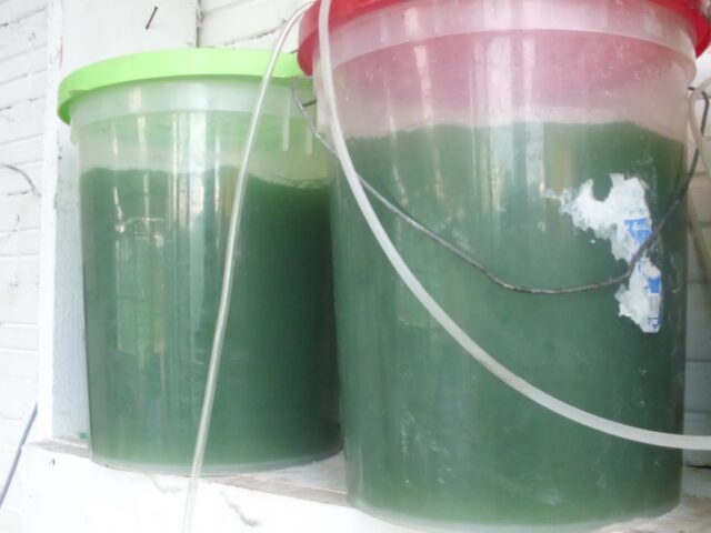 Proyecto spirulina en Iquitos 2-1
