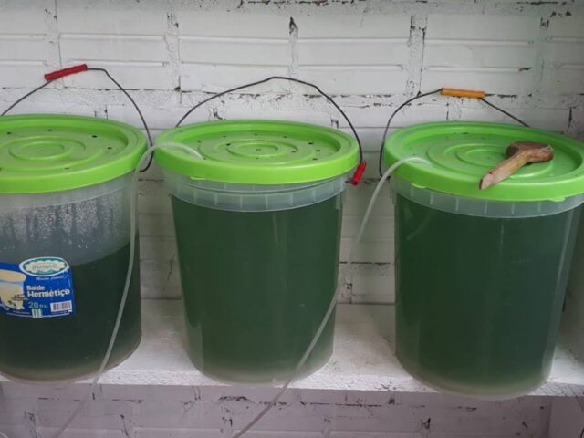Proyecto spirulina en Iquitos 2